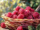 Sun-Kissed Raspberry Basket - Diamond Painting Kit
