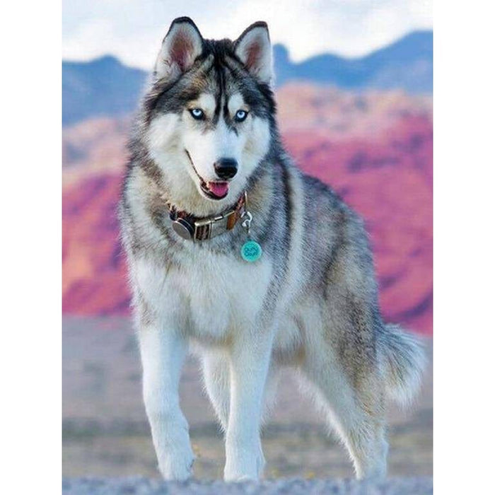 a-husky-dog-diamond-